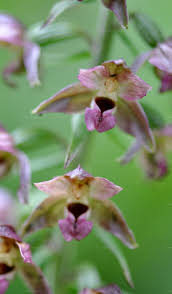Attēlu rezultāti vaicājumam “Epipactis atrorubens fruit”