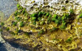 Attēlu rezultāti vaicājumam “Enteromorpha sp.”