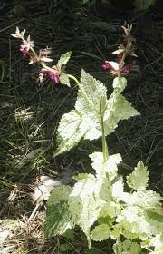 Attēlu rezultāti vaicājumam “Stachys sylvatica leaf”