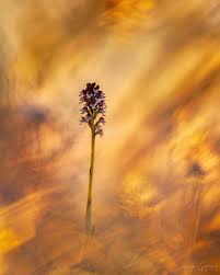 Attēlu rezultāti vaicājumam “Orchis ustulata flower”