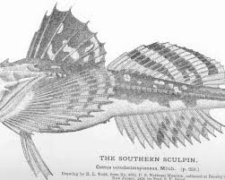 Image result for Myoxocephalus octodecemspinosus