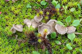 Attēlu rezultāti vaicājumam “Arrhenia spatulata”