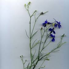 Image result for Consolida regalis