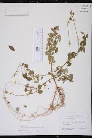 Attēlu rezultāti vaicājumam “Enteridium liceoides macro”