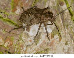 Attēlu rezultāti vaicājumam “Aleurochiton aceris nymph”