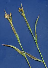 Attēlu rezultāti vaicājumam “Luzula multiflora fruit”