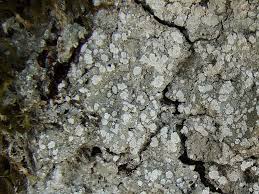 Attēlu rezultāti vaicājumam “Pertusaria amara”