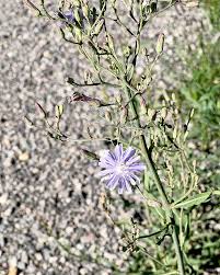 Attēlu rezultāti vaicājumam “Lactuca tatarica bud”