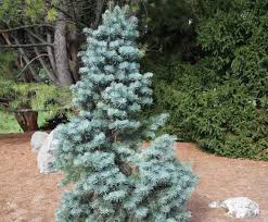 Attēlu rezultāti vaicājumam “Abies concolor”