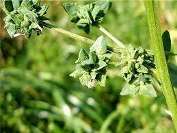 Attēlu rezultāti vaicājumam “Atriplex patula leaf”