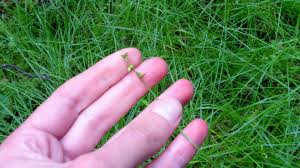 Attēlu rezultāti vaicājumam “Carex loliacea”