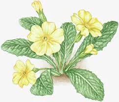 Attēlu rezultāti vaicājumam “Primula veris leaf”