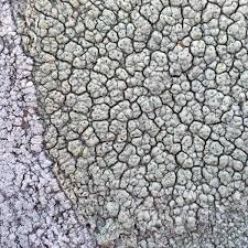 Attēlu rezultāti vaicājumam “Pertusaria pertusa”