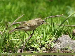Attēlu rezultāti vaicājumam “Phylloscopus trochiloides”