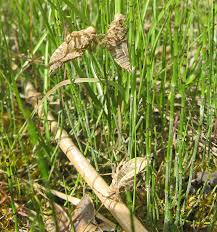 Attēlu rezultāti vaicājumam “Sacchiphantes abietis exuvia”