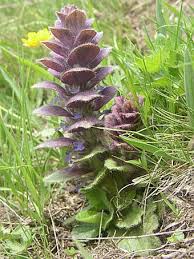 Attēlu rezultāti vaicājumam “Ajuga pyramidalis”