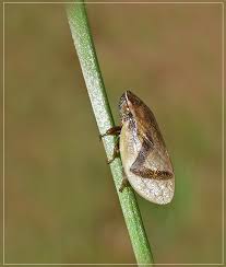 Attēlu rezultāti vaicājumam “Lepyronia coleoptrata”