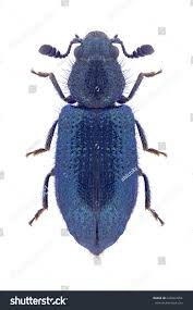 Attēlu rezultāti vaicājumam “Necrobia violacea”