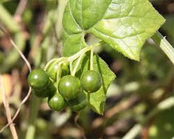 Attēlu rezultāti vaicājumam “Bryonia alba fruit”