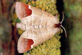 Attēlu rezultāti vaicājumam “Clostera curtula”