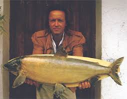 Image result for Coregonus lavaretus