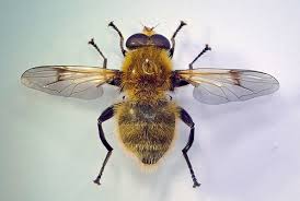 Attēlu rezultāti vaicājumam “Arctophila superbiens”