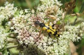 Attēlu rezultāti vaicājumam “Leiocolea rutheana”