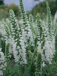 Attēlu rezultāti vaicājumam “Veronica spicata”