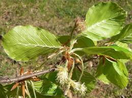 Attēlu rezultāti vaicājumam “Fagus sylvatica flower”