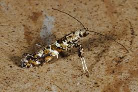 Attēlu rezultāti vaicājumam “Gracillaria syringella larva”