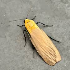 Attēlu rezultāti vaicājumam “Lithosia quadra”