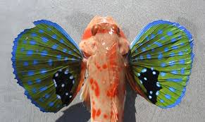 Image result for Chelidonichthys cuculus