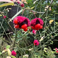 Attēlu rezultāti vaicājumam “Euonymus fruit”
