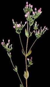 Attēlu rezultāti vaicājumam “Centaurium erythraea flower”