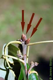 Attēlu rezultāti vaicājumam “Stuckenia filiformis bud”
