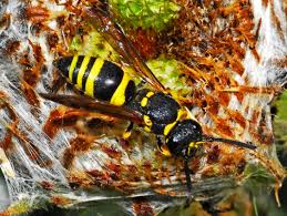 Attēlu rezultāti vaicājumam “Ancistrocerus sp.”