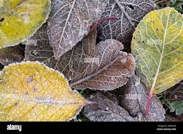 Attēlu rezultāti vaicājumam “Prunus domestica subsp. domestica leaf”