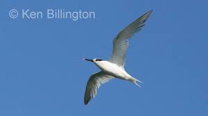 Attēlu rezultāti vaicājumam “Sterna sandvicensis”