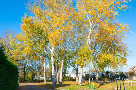 Attēlu rezultāti vaicājumam “Populus x canescens”