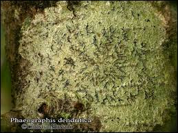 Attēlu rezultāti vaicājumam “Phaeographis dendritica”