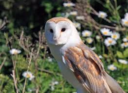 Image result for England Staffordshire Birding Club