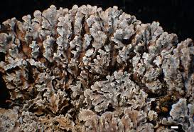 Attēlu rezultāti vaicājumam “Physconia enteroxantha”