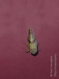 Attēlu rezultāti vaicājumam “Aphrophoridae”