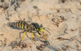 Attēlu rezultāti vaicājumam “Bembix rostrata”