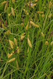 Attēlu rezultāti vaicājumam “Carex vesicaria”