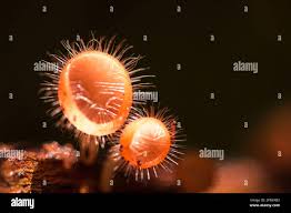 Attēlu rezultāti vaicājumam “Ascomycota”