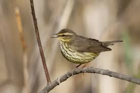 Image result for Seiurus noveboracensis