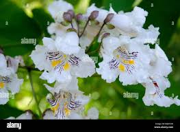 Attēlu rezultāti vaicājumam “Catalpa ovata flower”
