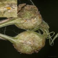 Attēlu rezultāti vaicājumam “Lasioptera rubi”