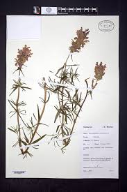 Attēlu rezultāti vaicājumam “Dracocephalum ruyschiana”